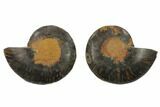 Cut/Polished Ammonite Fossil - Unusual Black Color #132561-1